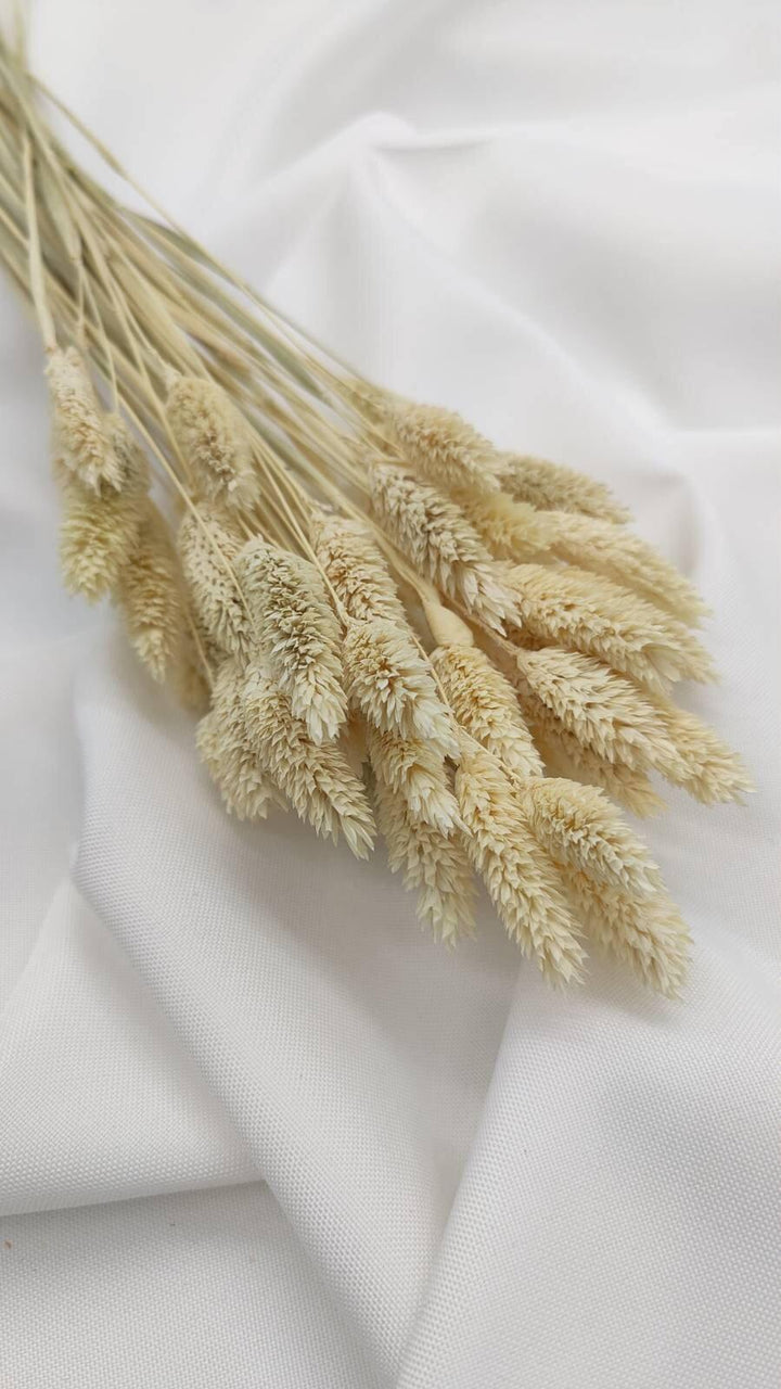 Phalaris Trockenblumen | Creme Weiß (1 Bund) - www.Flower-Passion.com