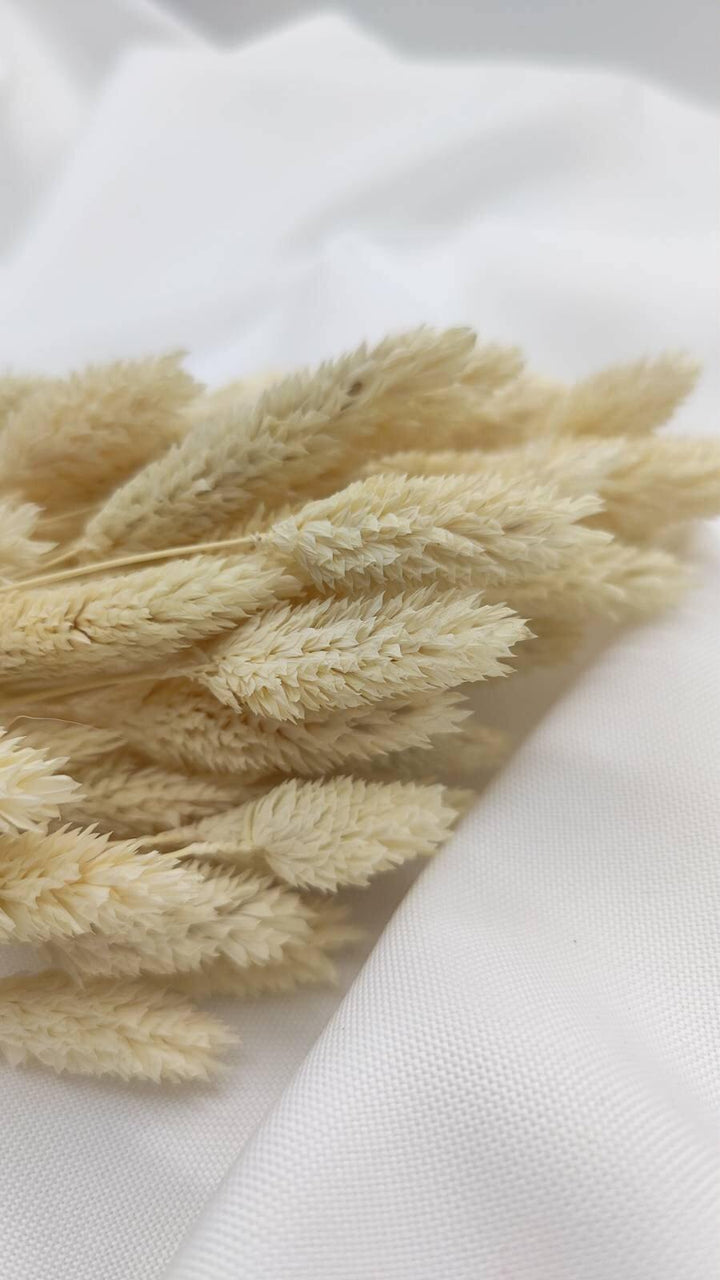 Phalaris Trockenblumen | Creme Weiß (1 Bund) - www.Flower-Passion.com