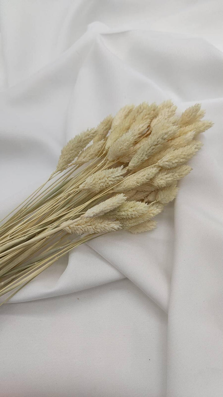Phalaris Trockenblumen | Creme Weiß (1 Bund) - www.Flower-Passion.com