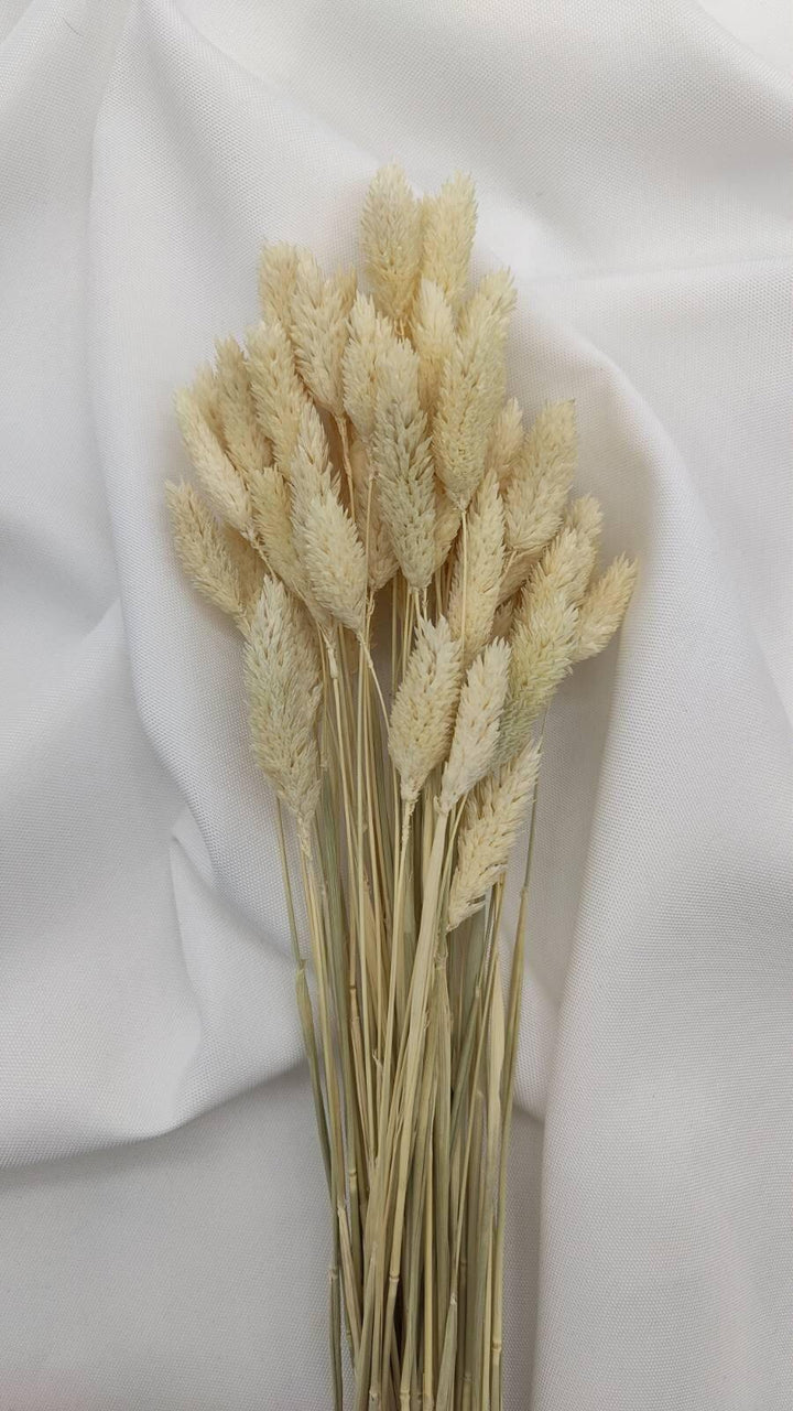 Phalaris Trockenblumen | Creme Weiß (1 Bund) - www.Flower-Passion.com