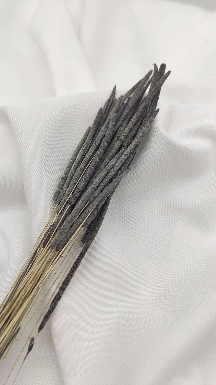 Phleum Trockenblumen Grau | (1 Bund) - www.Flower-Passion.com