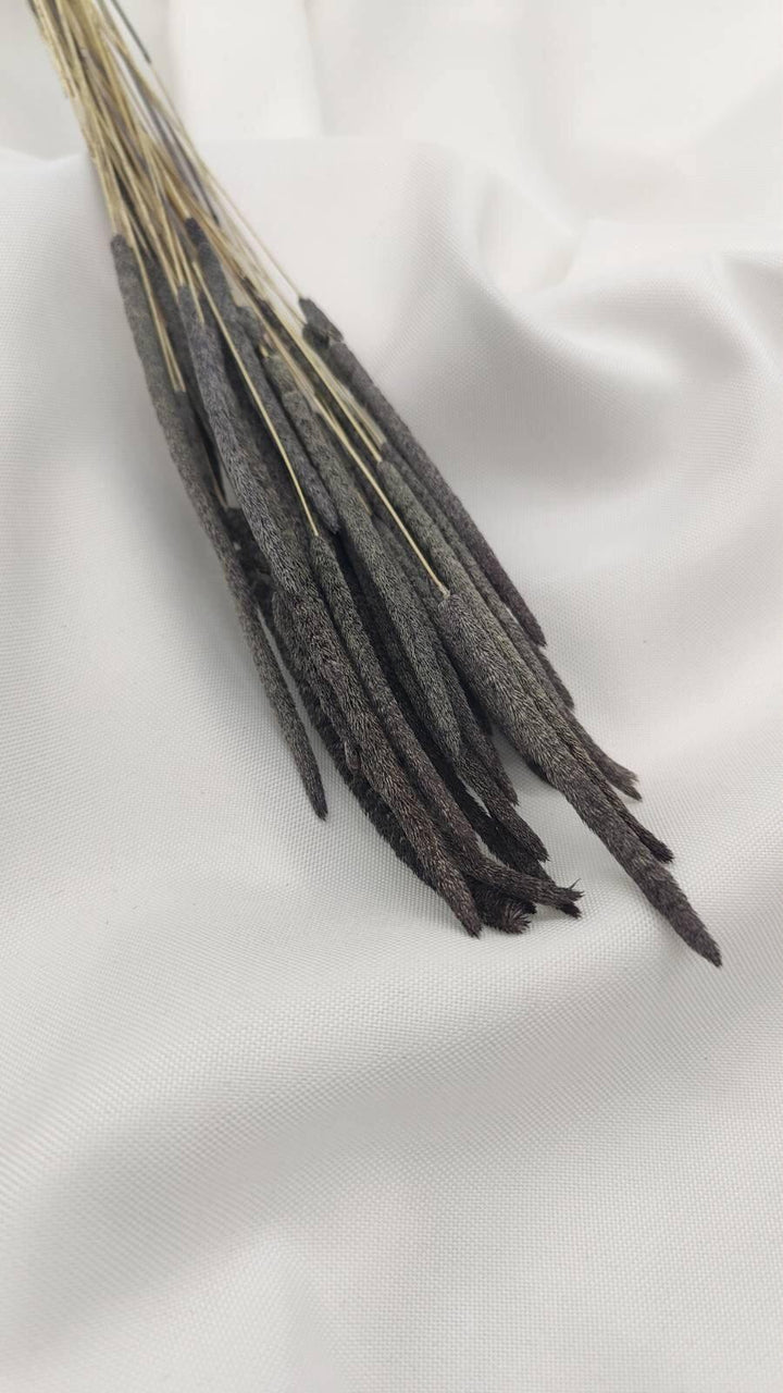 Phleum Trockenblumen Grau | (1 Bund) - www.Flower-Passion.com