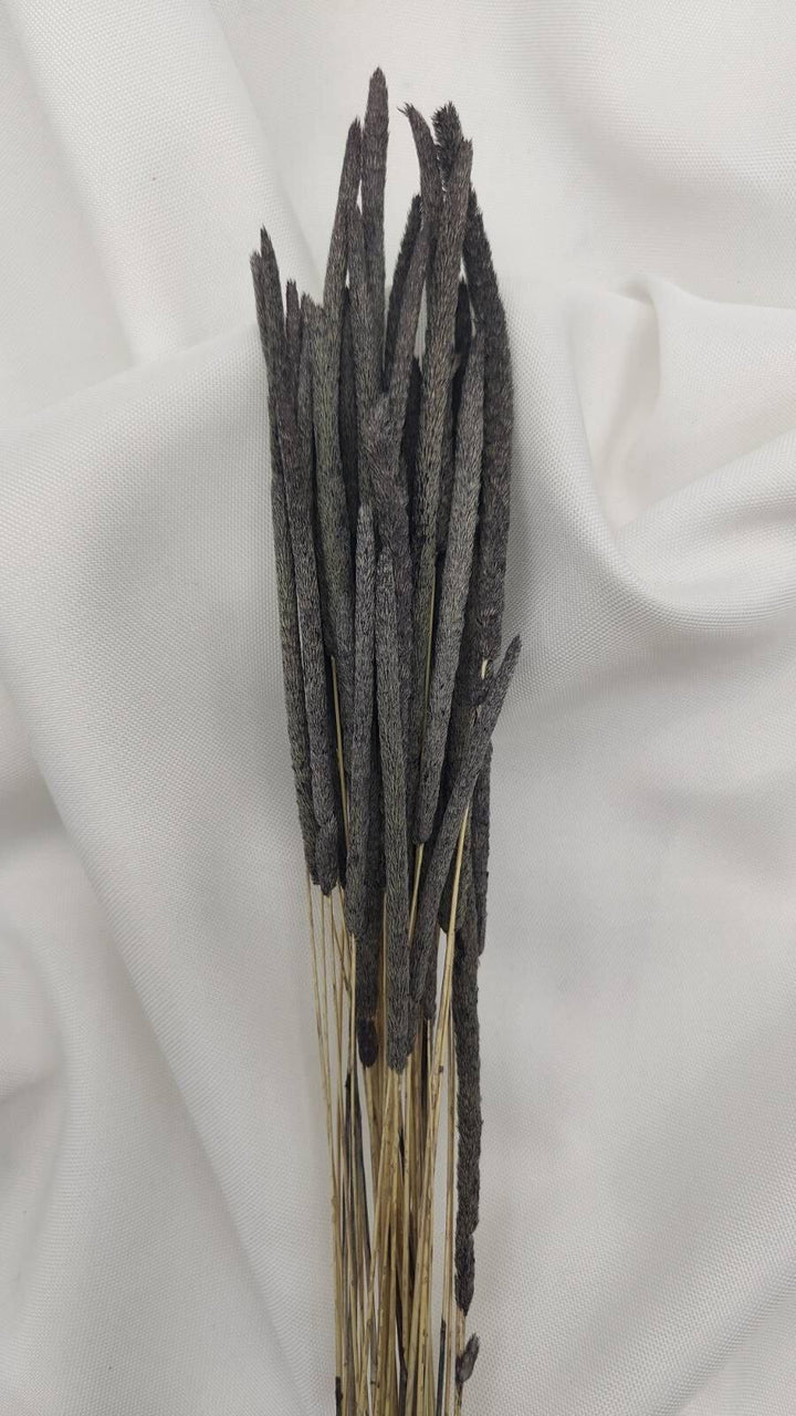 Phleum Trockenblumen Grau | (1 Bund) - www.Flower-Passion.com