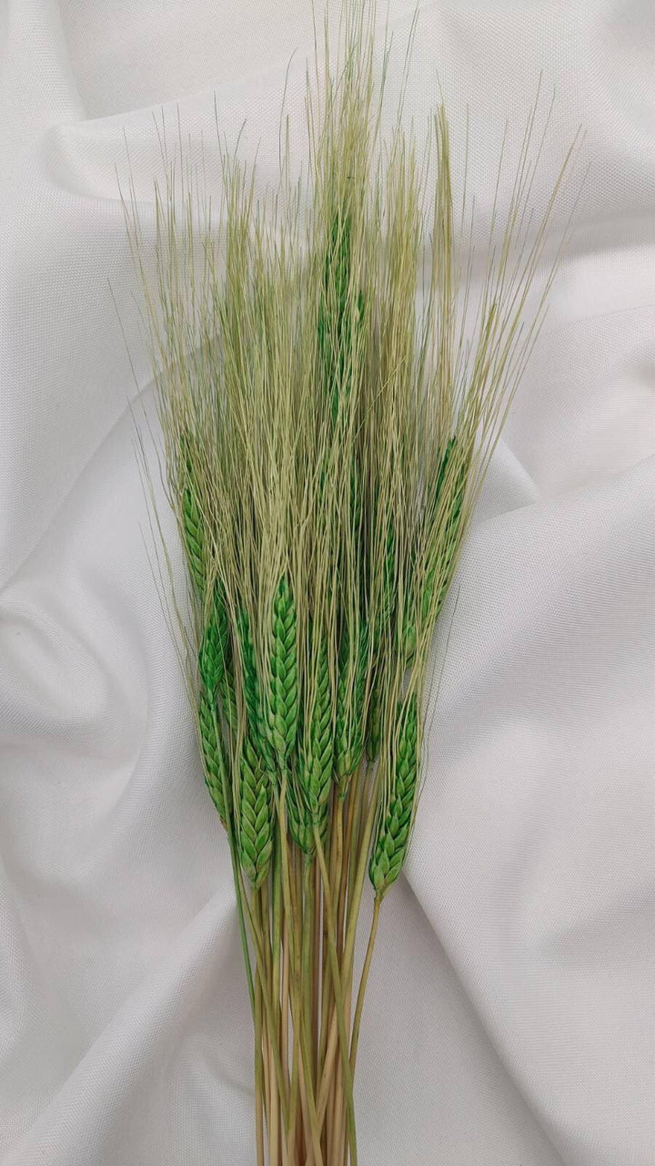 Weizen Trockenblumen | Grün (1 Bund) - www.Flower-Passion.com