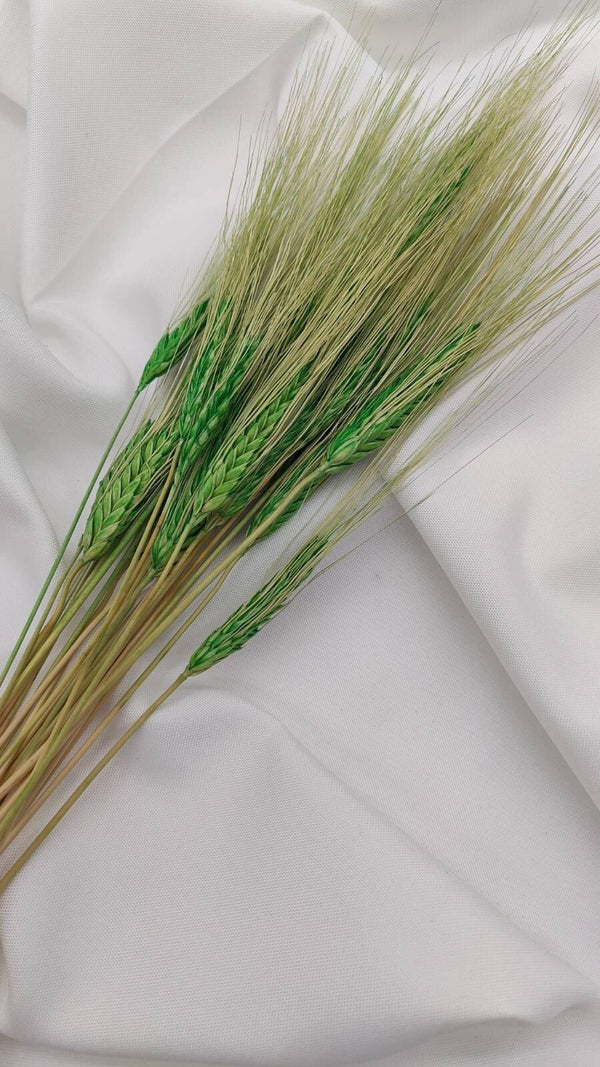 Weizen Trockenblumen | Grün (1 Bund) - www.Flower-Passion.com