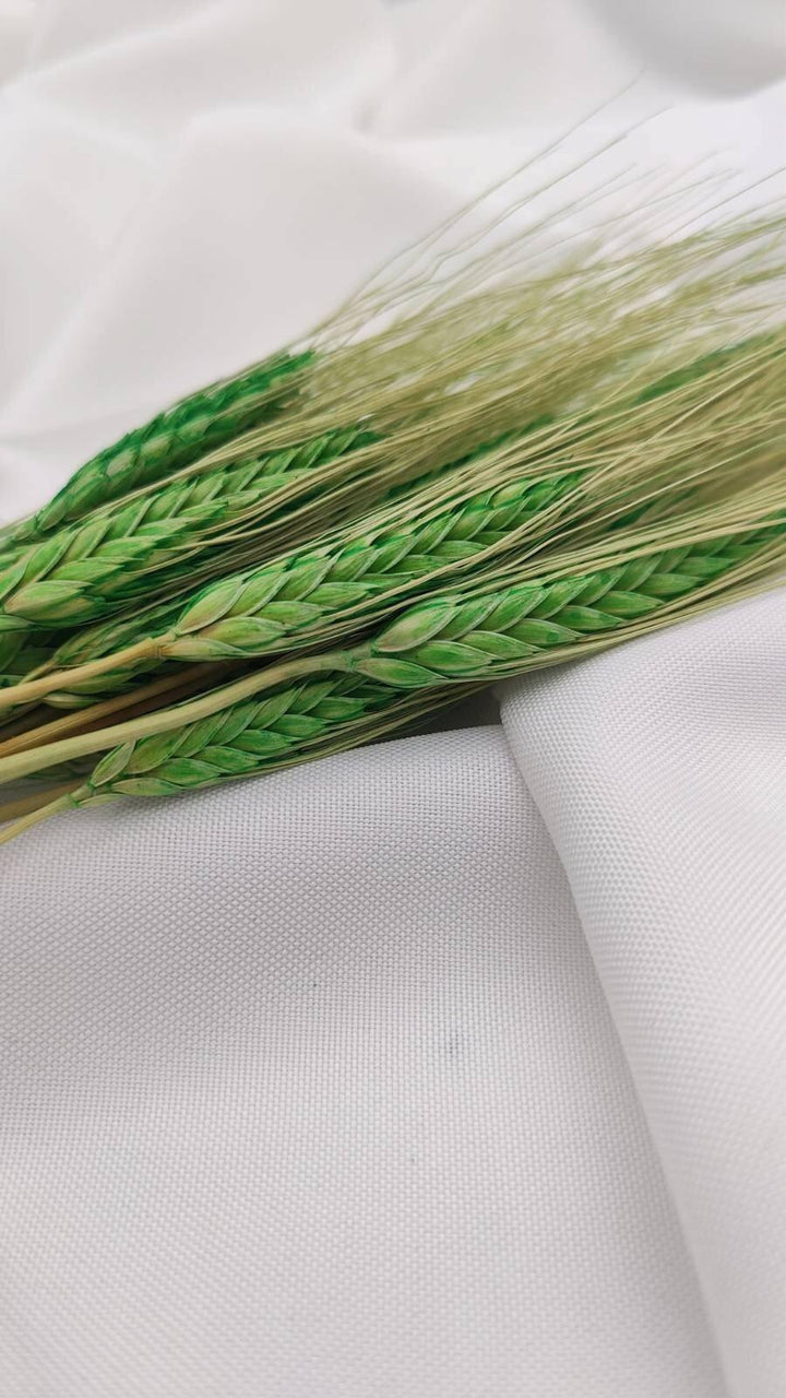 Weizen Trockenblumen | Grün (1 Bund) - www.Flower-Passion.com