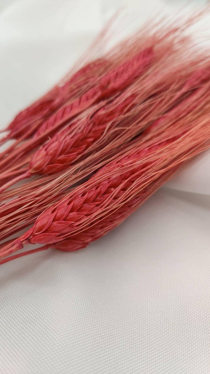 Weizen Trockenblumen | Rot (1 Bund) - www.Flower-Passion.com