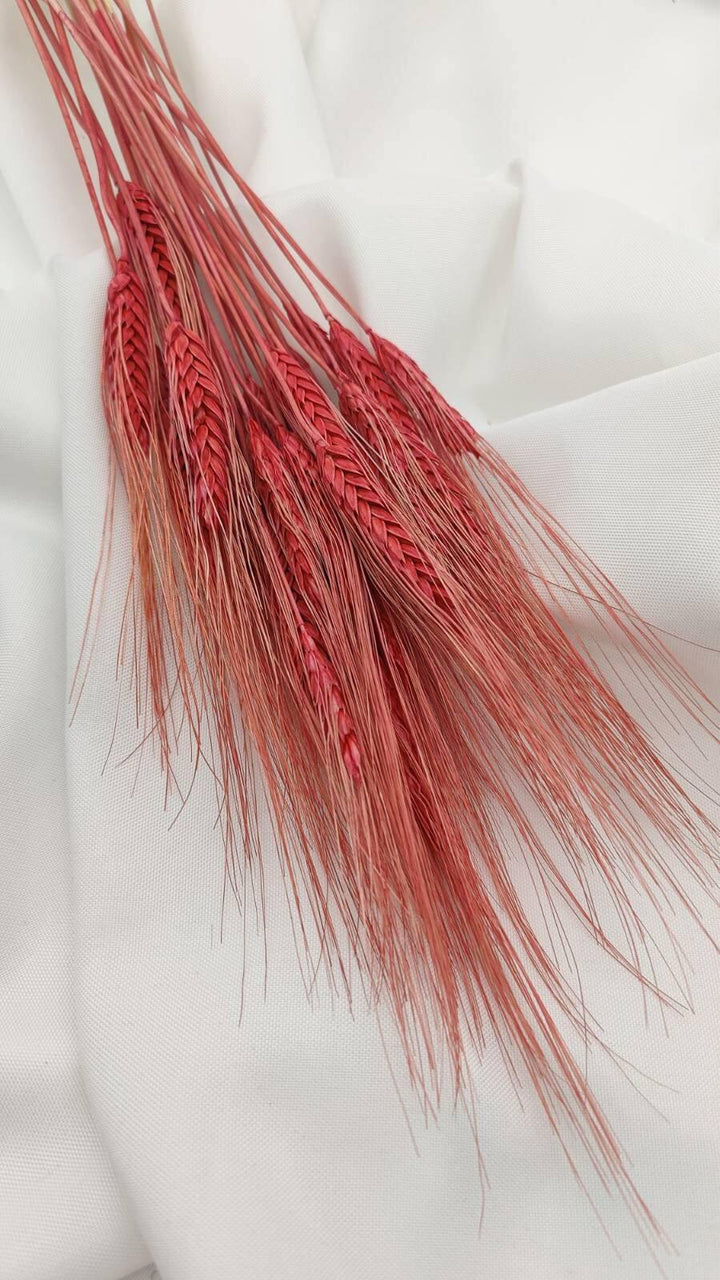 Weizen Trockenblumen | Rot (1 Bund) - www.Flower-Passion.com