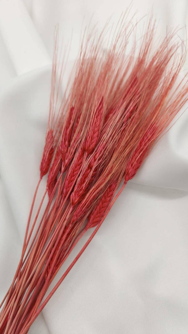 Weizen Trockenblumen | Rot (1 Bund) - www.Flower-Passion.com