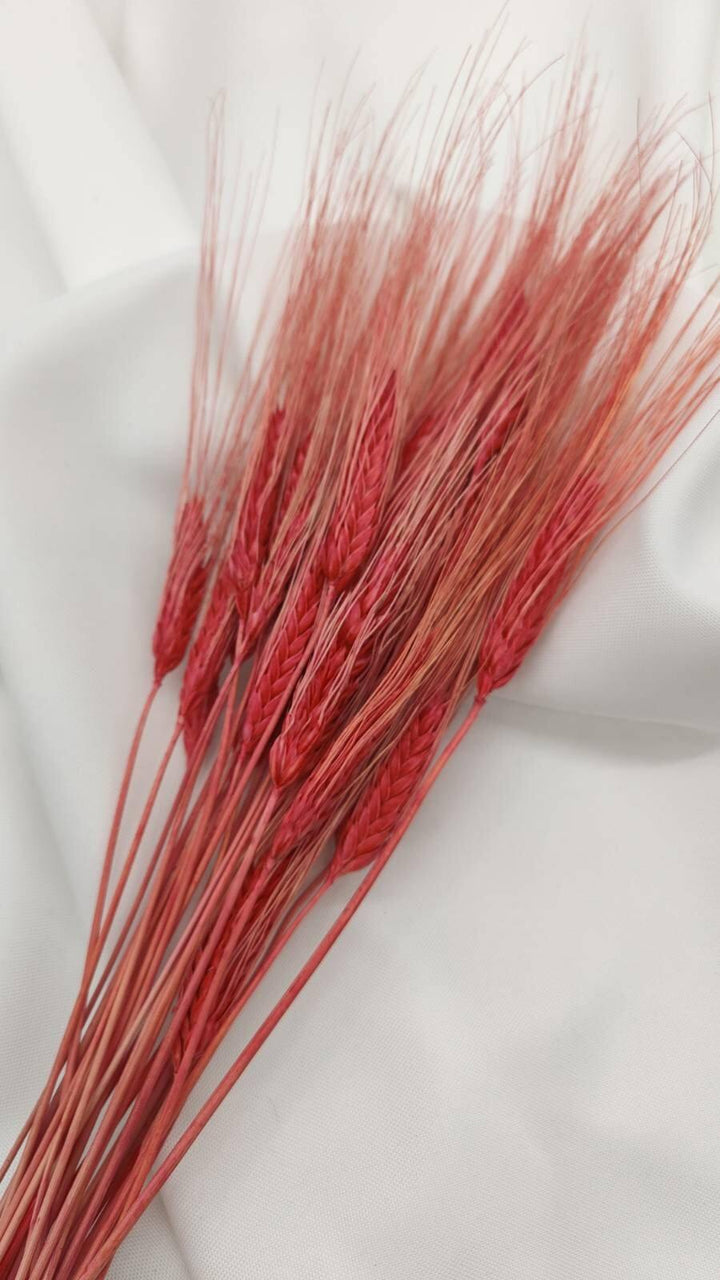 Weizen Trockenblumen | Rot (1 Bund) - www.Flower-Passion.com