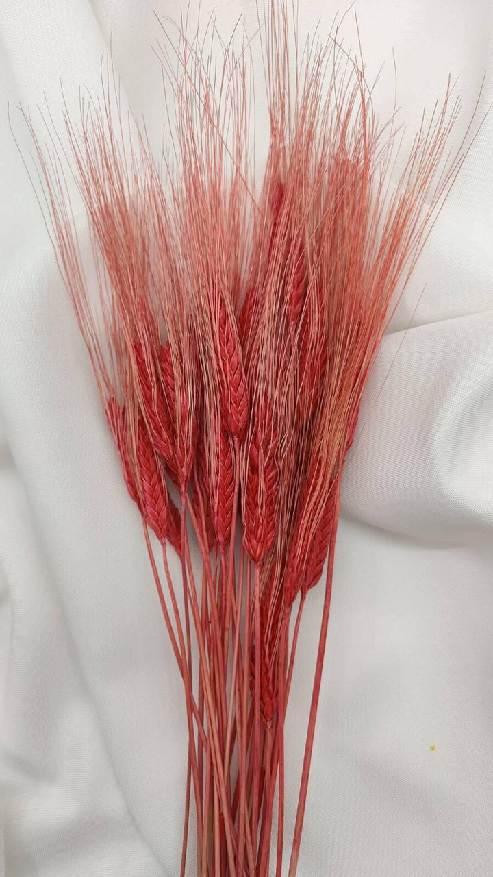 Weizen Trockenblumen | Rot (1 Bund) - www.Flower-Passion.com