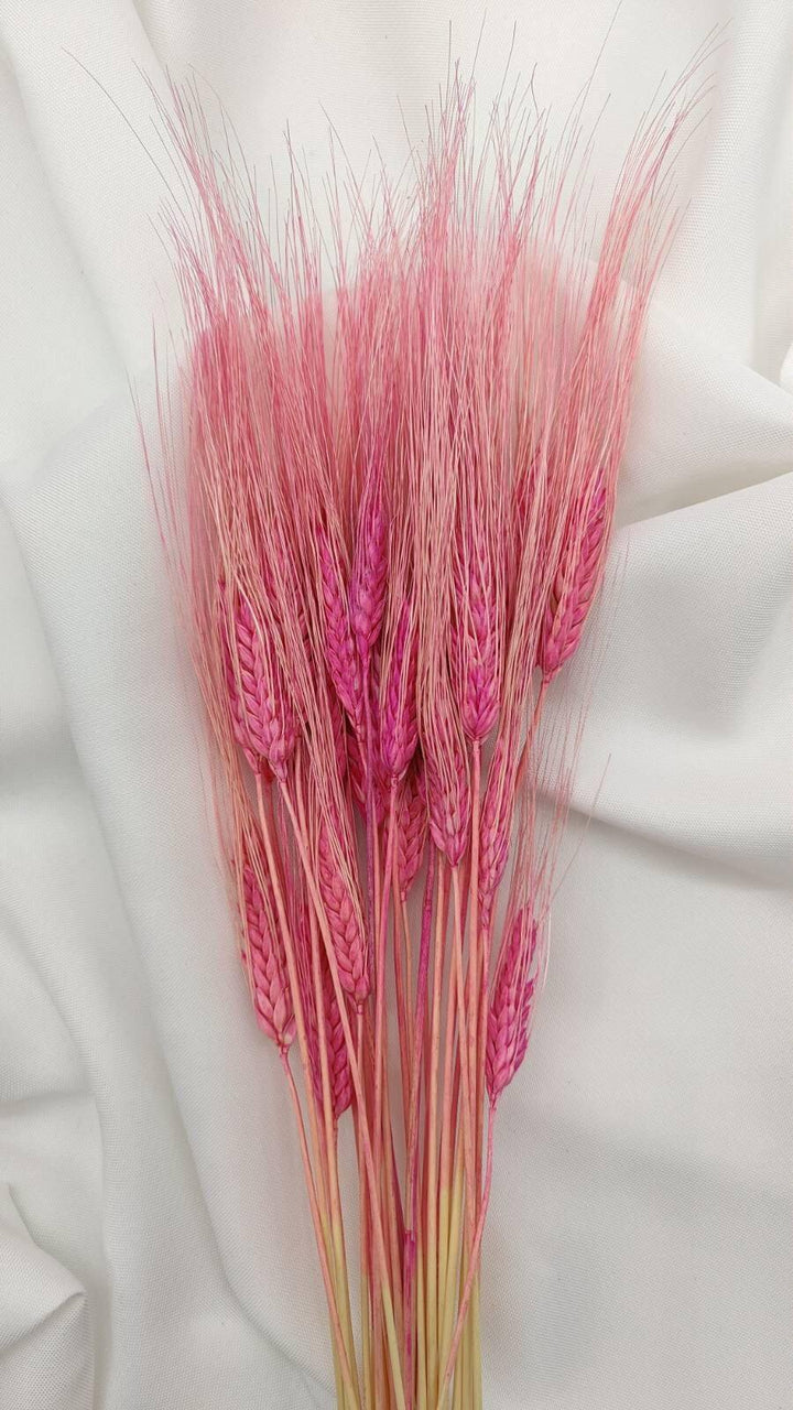 Weizen Trockenblumen | Pink (1 Bund) - www.Flower-Passion.com