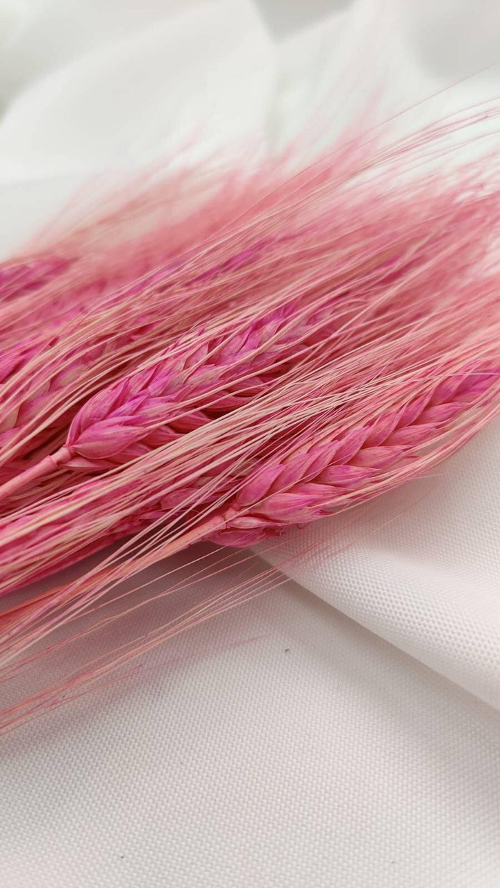 Weizen Trockenblumen | Pink (1 Bund) - www.Flower-Passion.com
