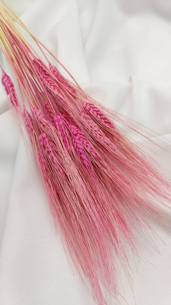 Weizen Trockenblumen | Pink (1 Bund) - www.Flower-Passion.com