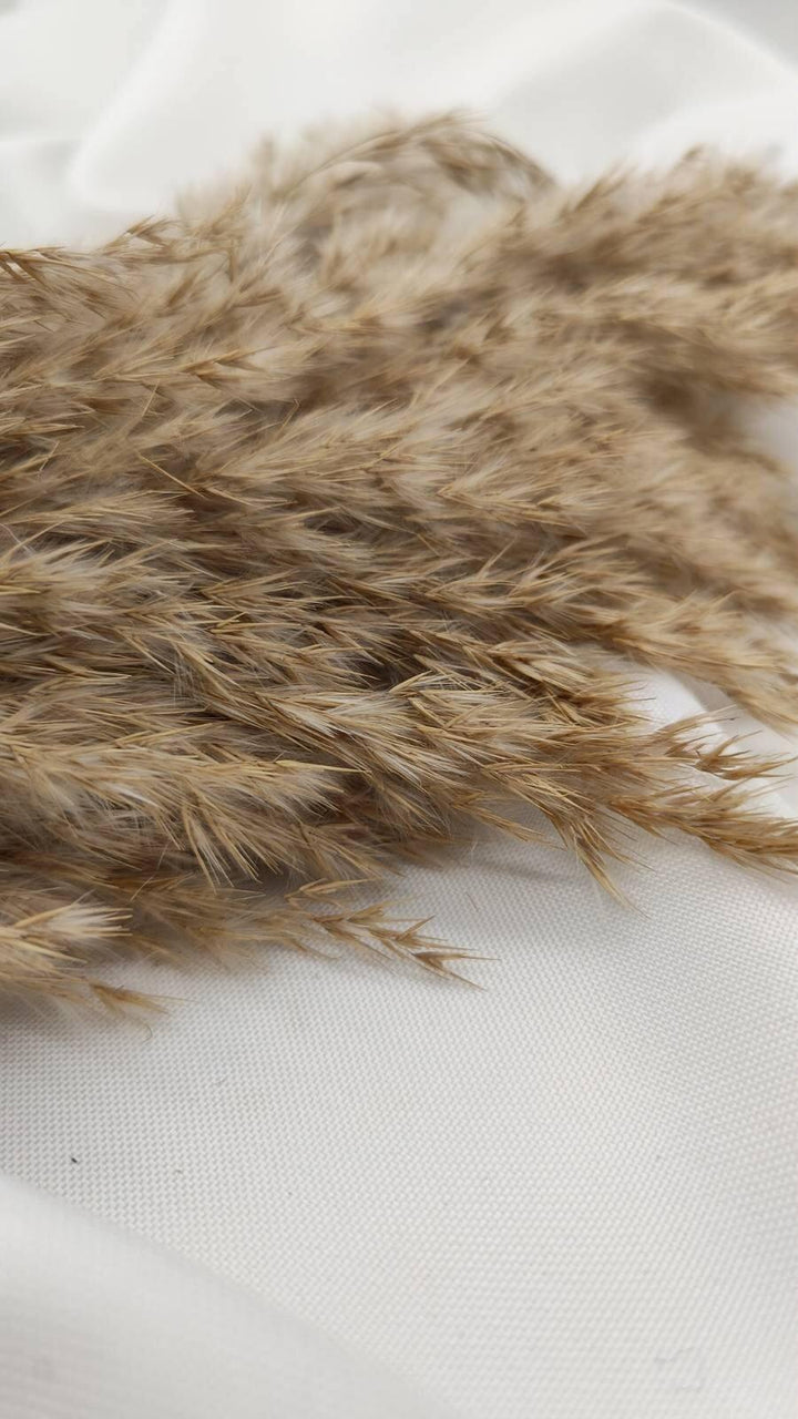 Fluffiges Pampasgras Trockenblumen | Natur - www.Flower-Passion.com