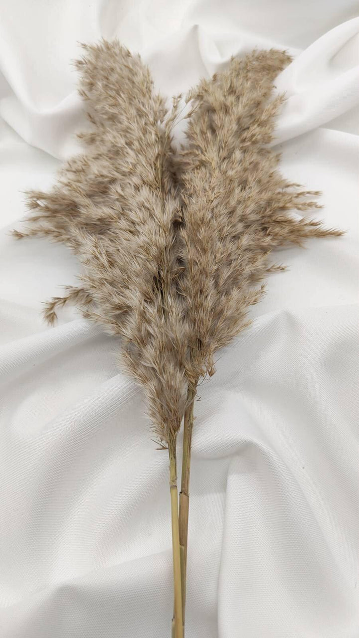 Fluffiges Pampasgras Trockenblumen | Natur - www.Flower-Passion.com