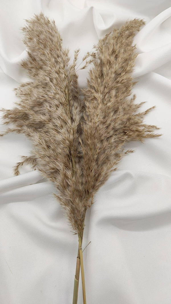 Fluffiges Pampasgras Trockenblumen | Natur - www.Flower-Passion.com