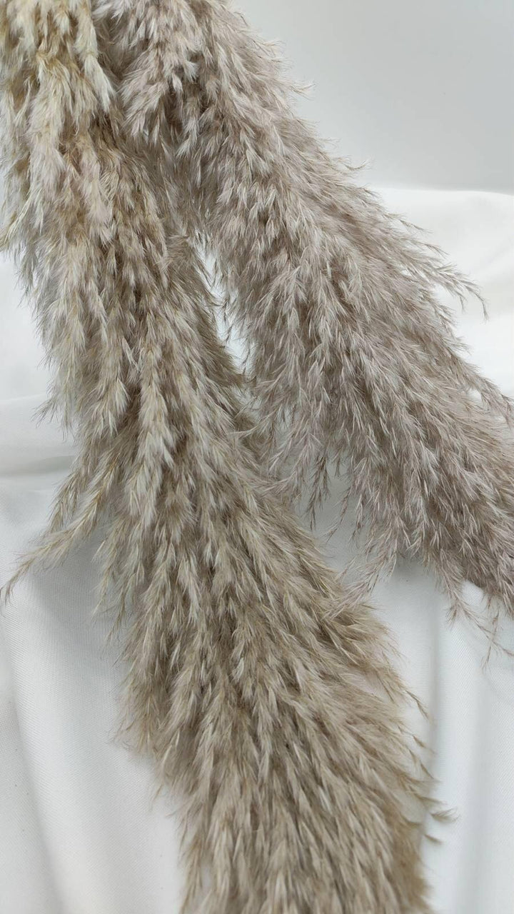 Fluffiges Luxus Pampasgras Trockenblumen | Beige - www.Flower-Passion.com