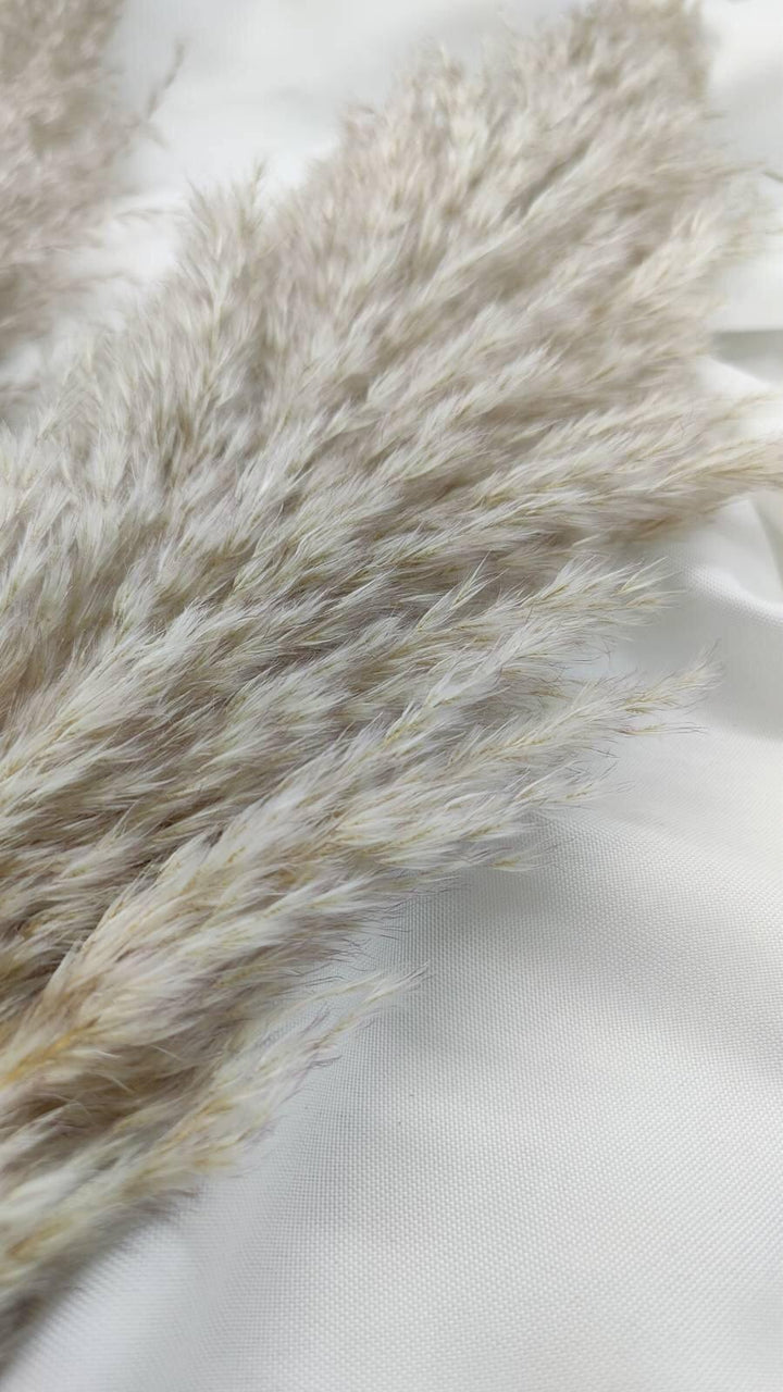 Fluffiges Luxus Pampasgras Trockenblumen | Beige - www.Flower-Passion.com