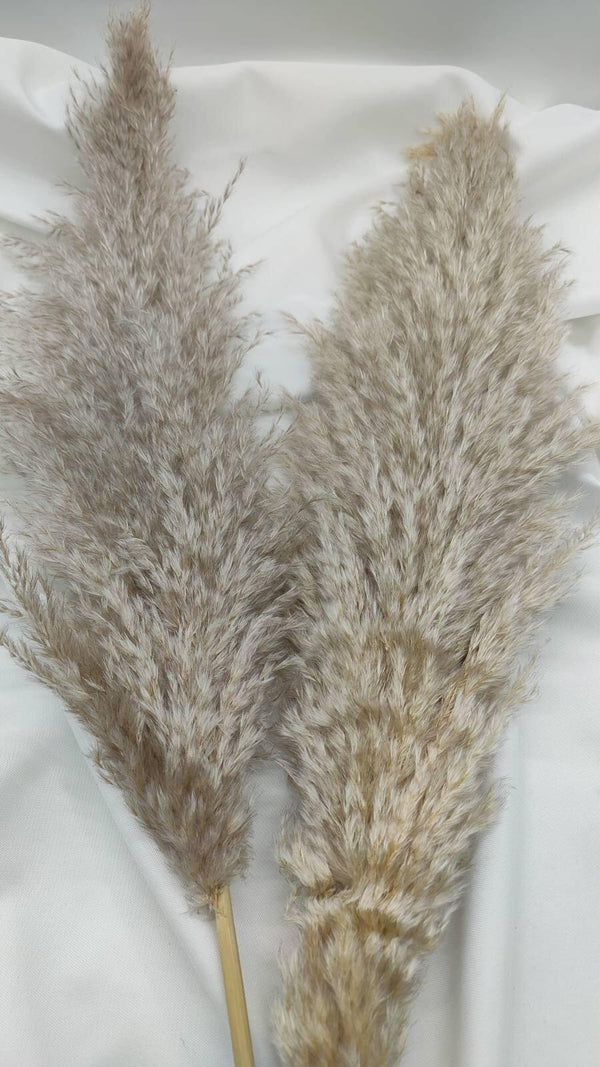 Fluffiges Luxus Pampasgras Trockenblumen | Beige - www.Flower-Passion.com