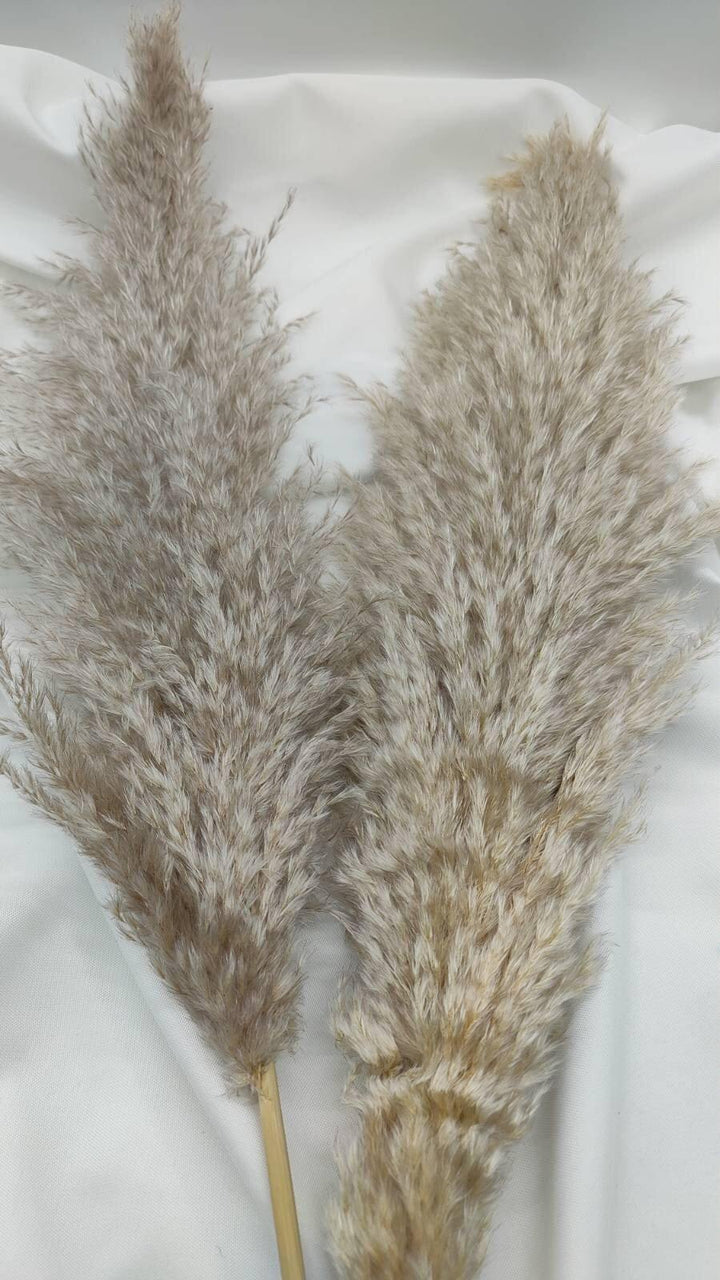 Fluffiges Luxus Pampasgras Trockenblumen | Beige - www.Flower-Passion.com