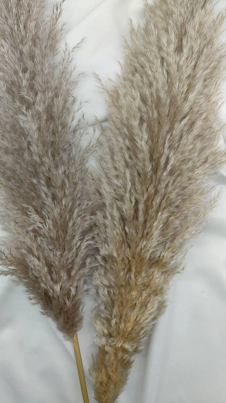 Fluffiges Luxus Pampasgras Trockenblumen | Beige - www.Flower-Passion.com