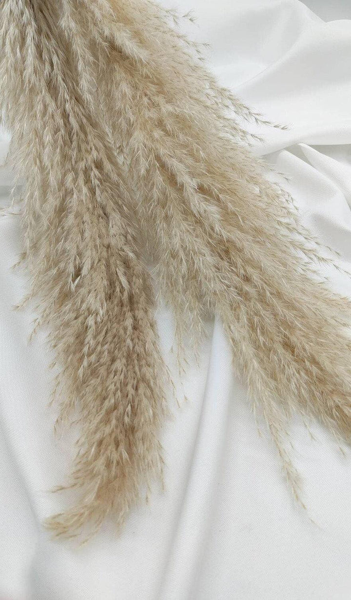 Fluffiges Luxus Pampasgras Trockenblumen | Hell Beige - www.Flower-Passion.com