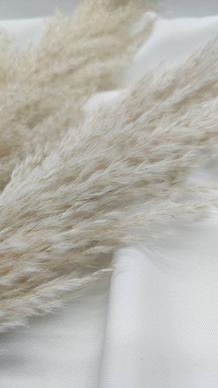 Fluffiges Luxus Pampasgras Trockenblumen | Hell Beige - www.Flower-Passion.com