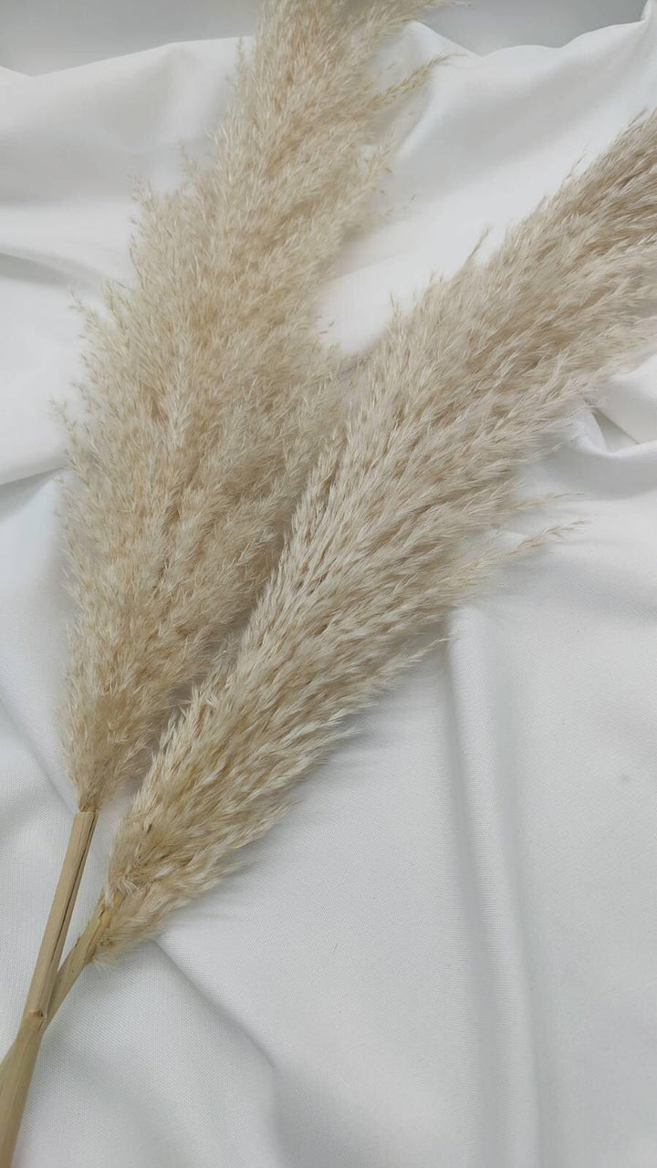 Fluffiges Luxus Pampasgras Trockenblumen | Hell Beige - www.Flower-Passion.com