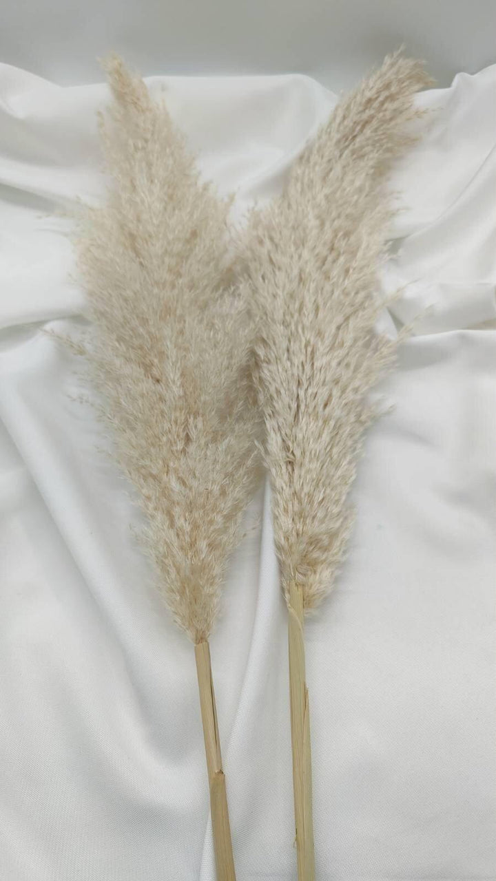 Fluffiges Luxus Pampasgras Trockenblumen | Hell Beige - www.Flower-Passion.com