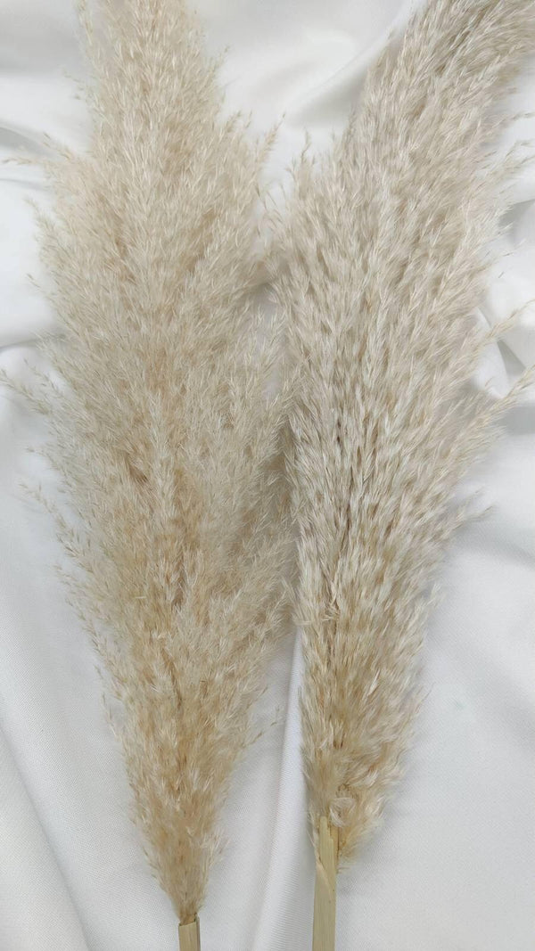 Fluffiges Luxus Pampasgras Trockenblumen | Hell Beige - www.Flower-Passion.com