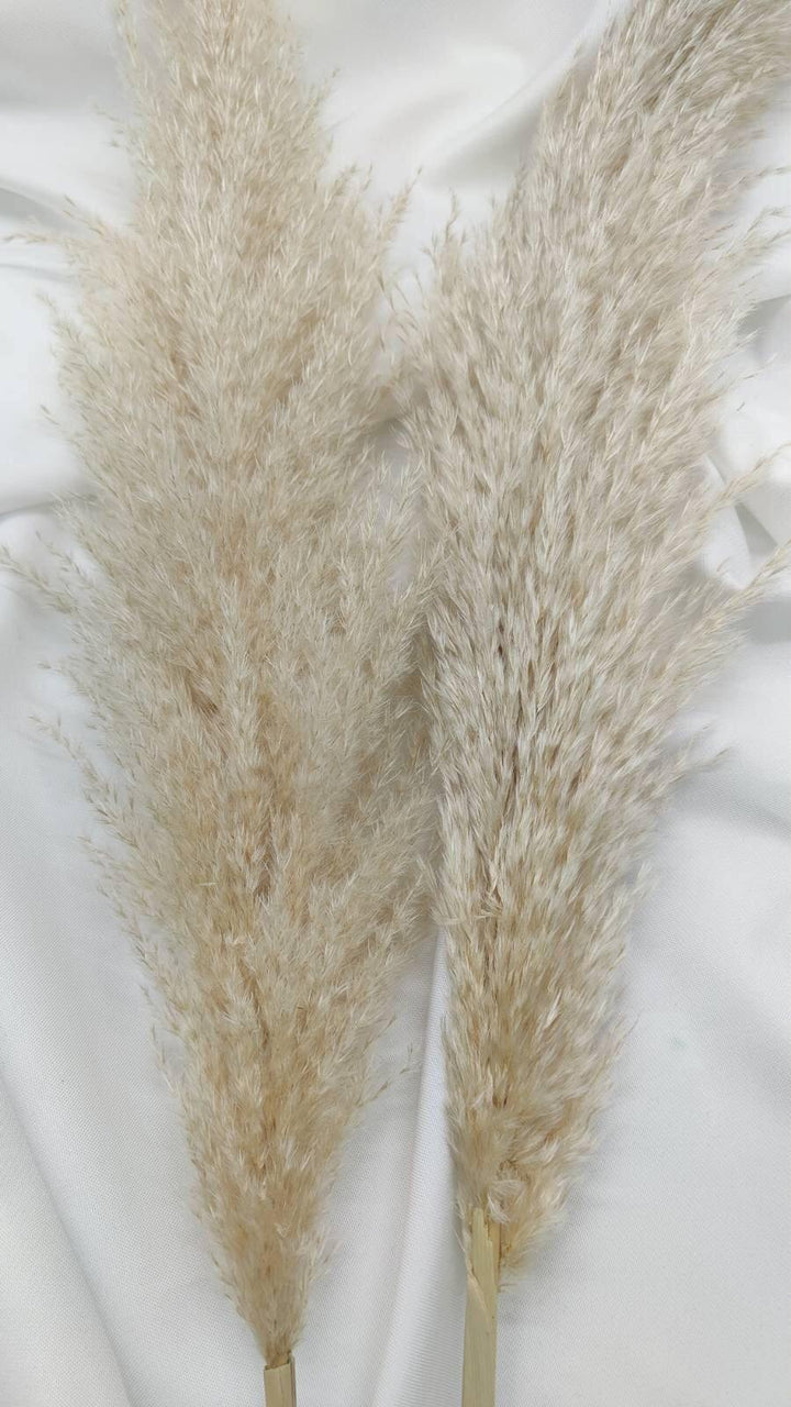Fluffiges Luxus Pampasgras Trockenblumen | Hell Beige - www.Flower-Passion.com