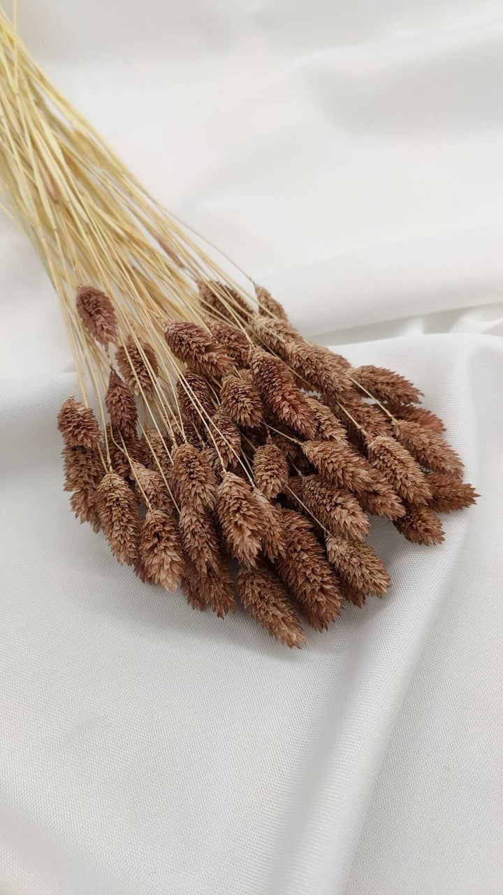 Phalaris Trockenblumen | Hell Braun (1 Bund) - www.Flower-Passion.com