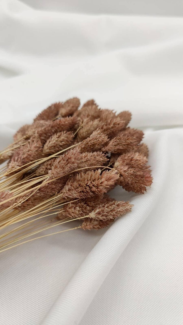Phalaris Trockenblumen | Hell Braun (1 Bund) - www.Flower-Passion.com