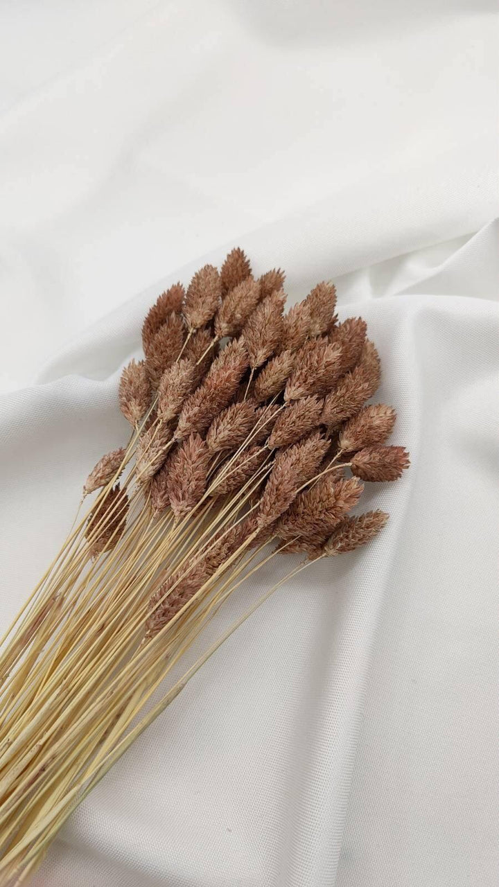 Phalaris Trockenblumen | Hell Braun (1 Bund) - www.Flower-Passion.com