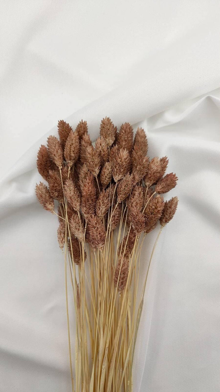 Phalaris Trockenblumen | Hell Braun (1 Bund) - www.Flower-Passion.com