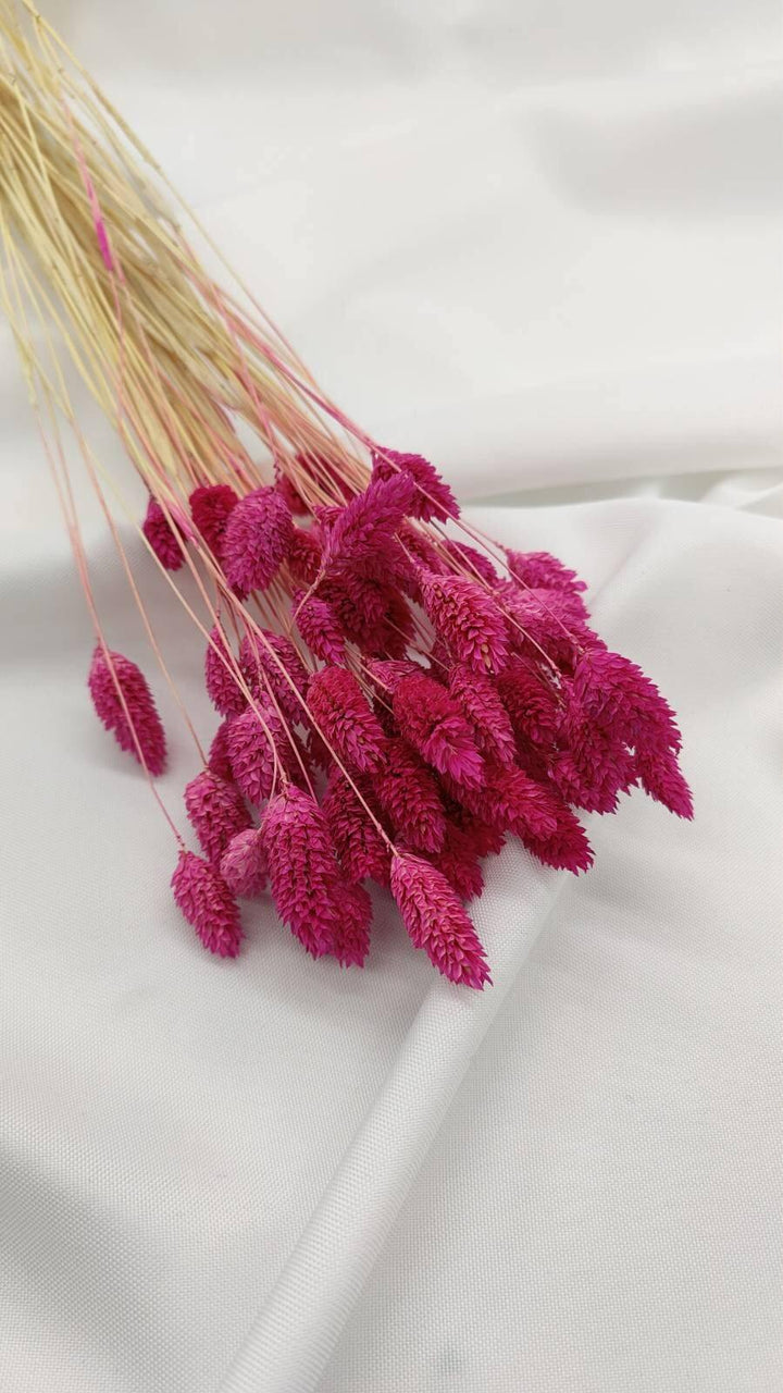 Phalaris Trockenblumen | Pink (1 Bund) - www.Flower-Passion.com