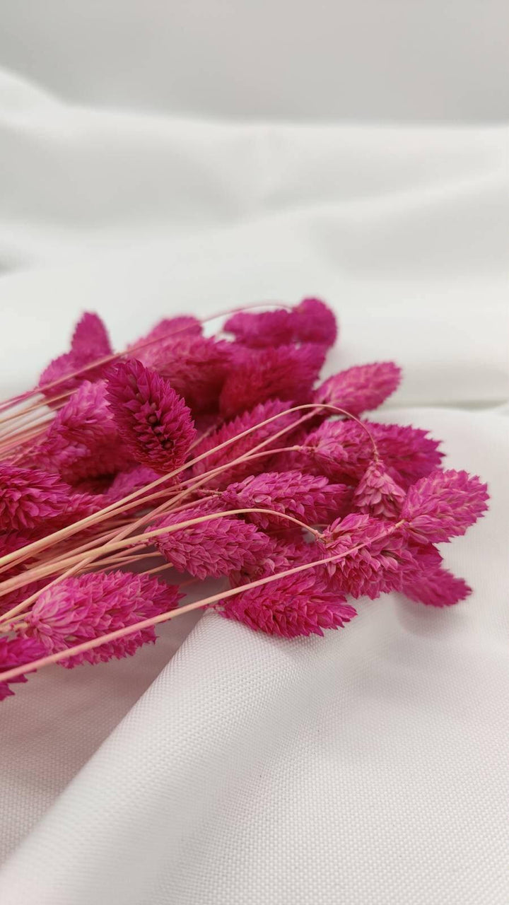 Phalaris Trockenblumen | Pink (1 Bund) - www.Flower-Passion.com