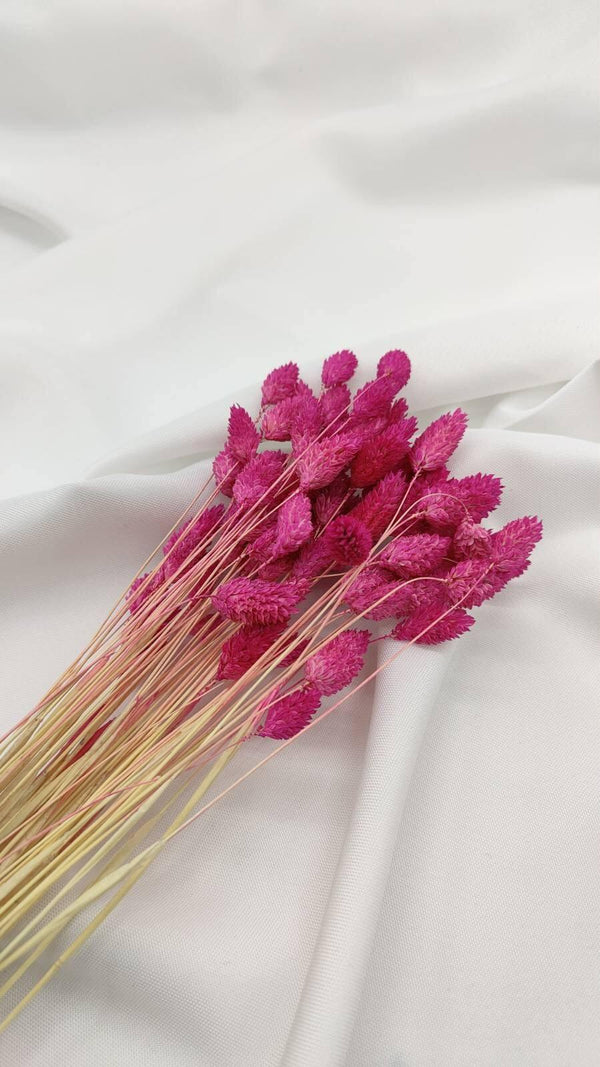 Phalaris Trockenblumen | Pink (1 Bund) - www.Flower-Passion.com