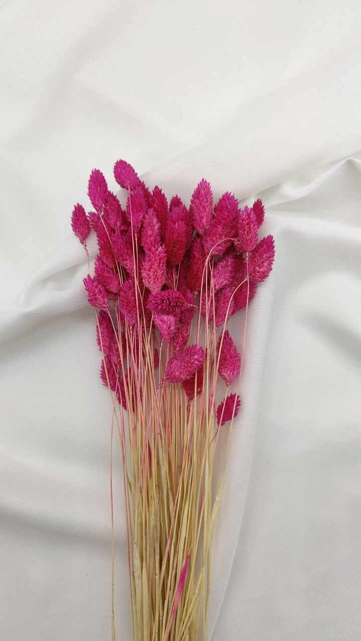 Phalaris Trockenblumen | Pink (1 Bund) - www.Flower-Passion.com