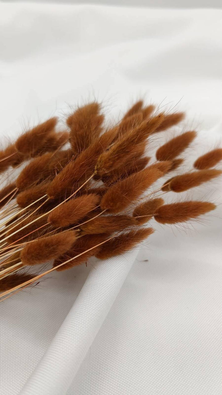 Lagurus Trockenblumen | Braun (1 Bund) - www.Flower-Passion.com