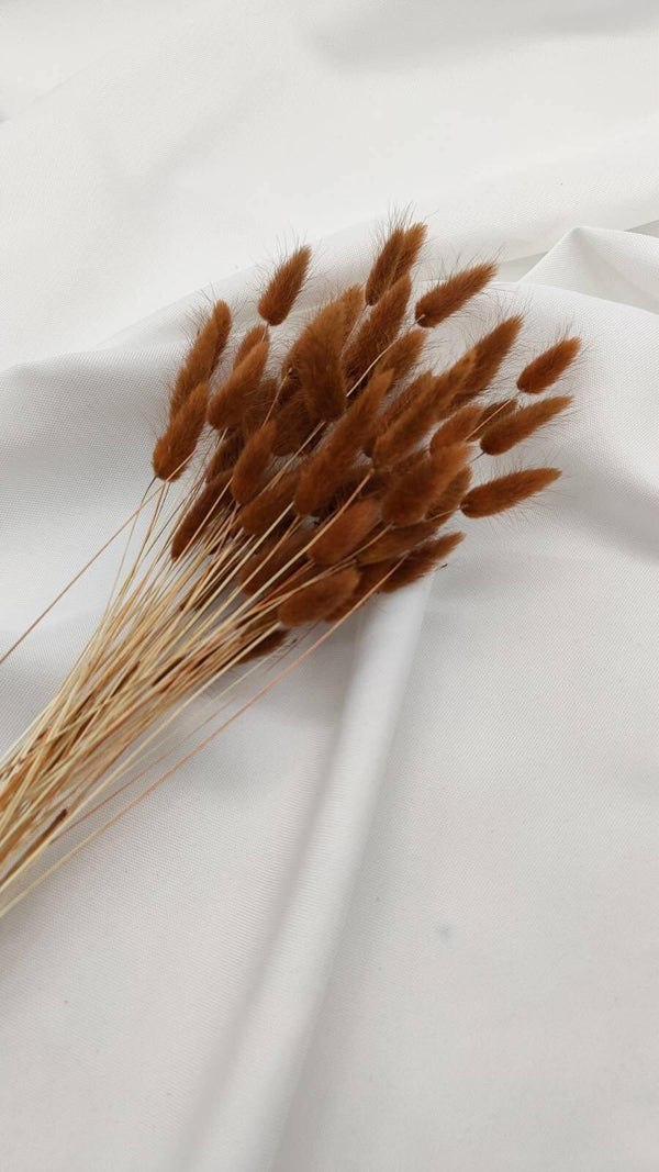 Lagurus Trockenblumen | Braun (1 Bund) - www.Flower-Passion.com