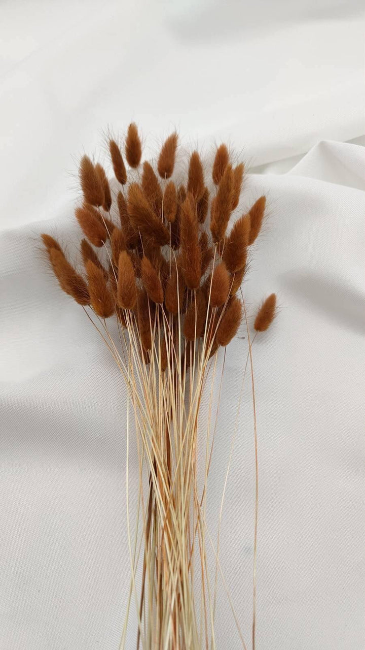 Lagurus Trockenblumen | Braun (1 Bund) - www.Flower-Passion.com