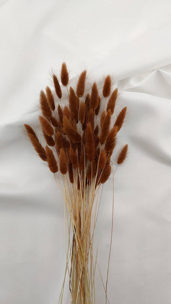 Lagurus Trockenblumen | Braun (1 Bund) - www.Flower-Passion.com