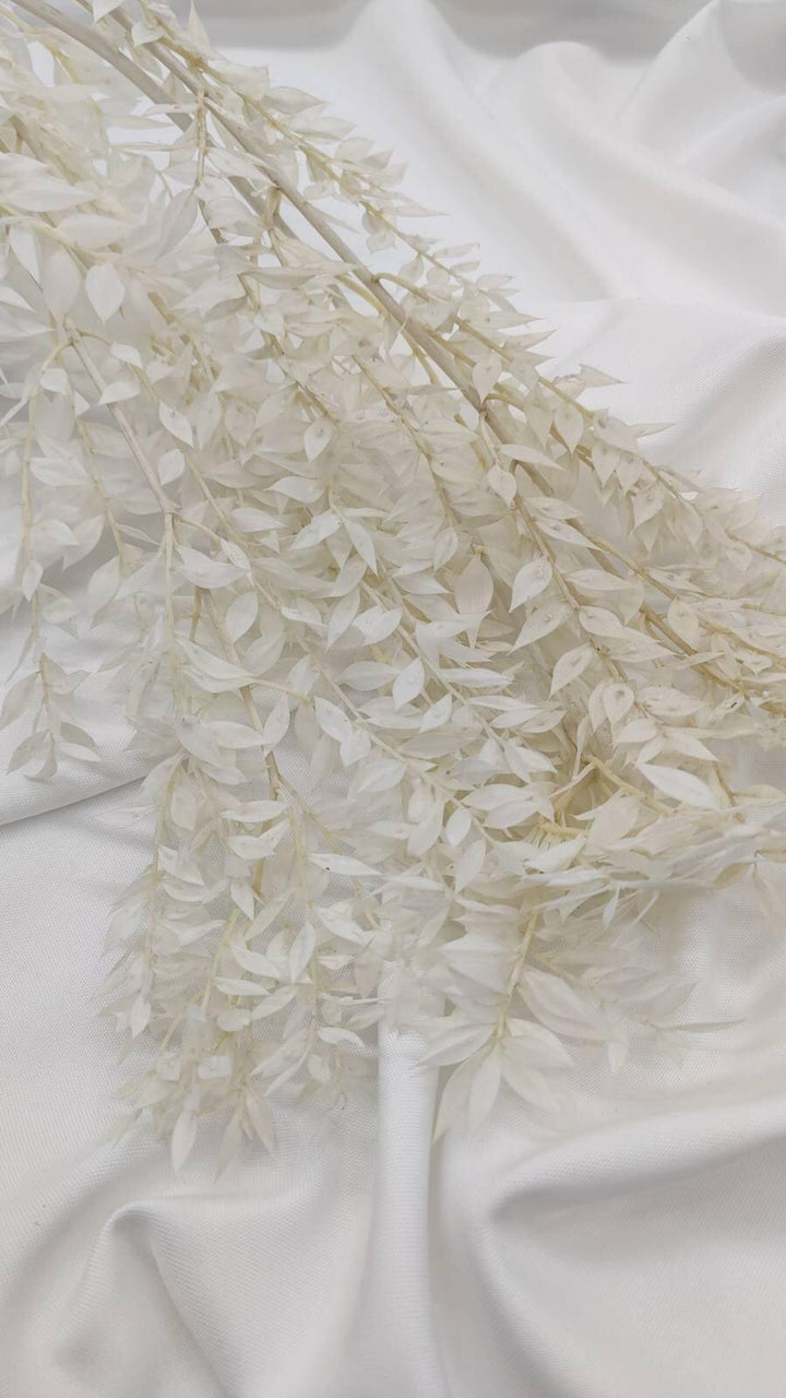 Ruscus Trockenblumen | Weiß - Gebleicht (1 Stiel) - www.Flower-Passion.com