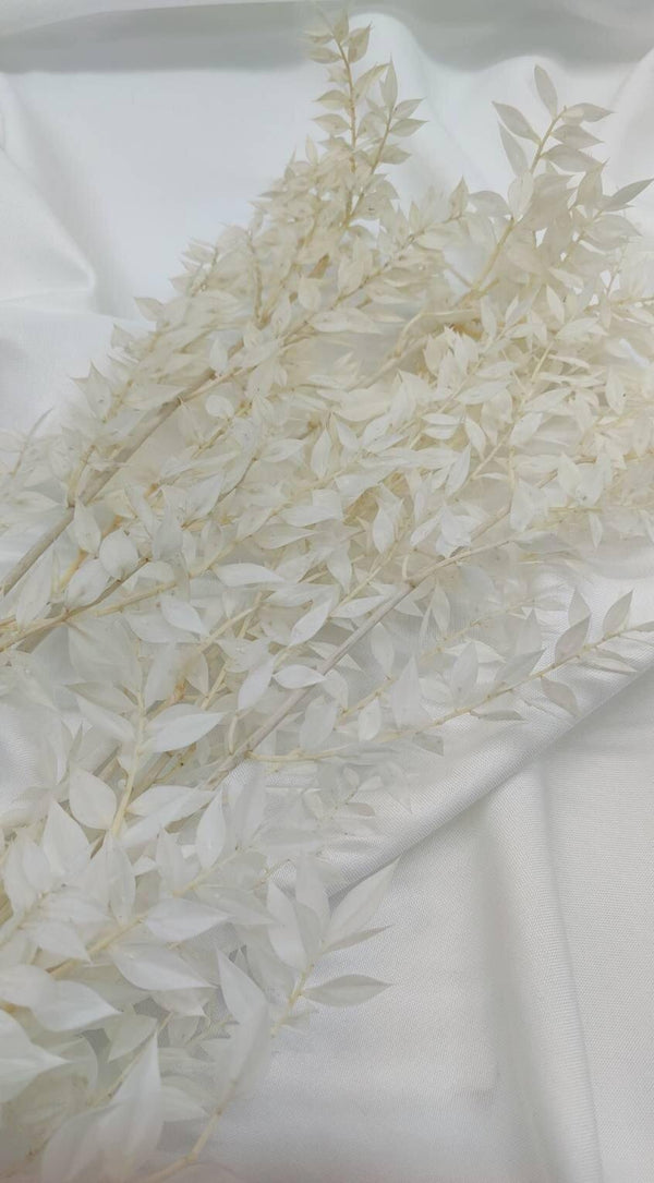 Ruscus Trockenblumen | Weiß - Gebleicht (1 Stiel) - www.Flower-Passion.com