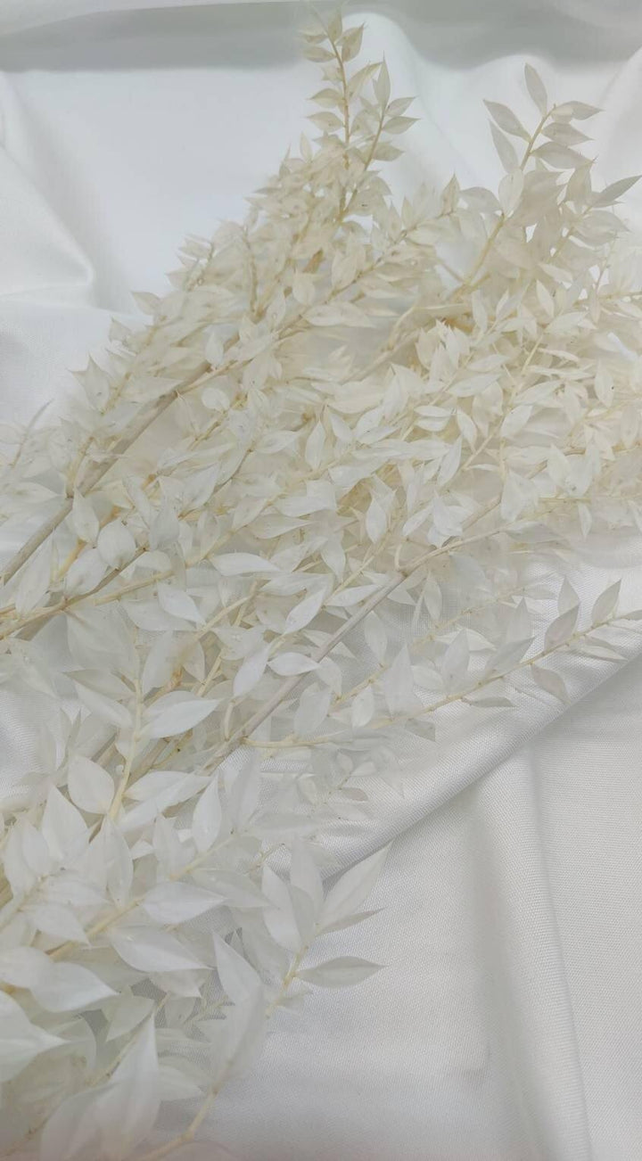 Ruscus Trockenblumen | Weiß - Gebleicht (1 Stiel) - www.Flower-Passion.com