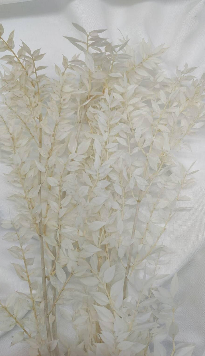 Ruscus Trockenblumen | Weiß - Gebleicht (1 Stiel) - www.Flower-Passion.com