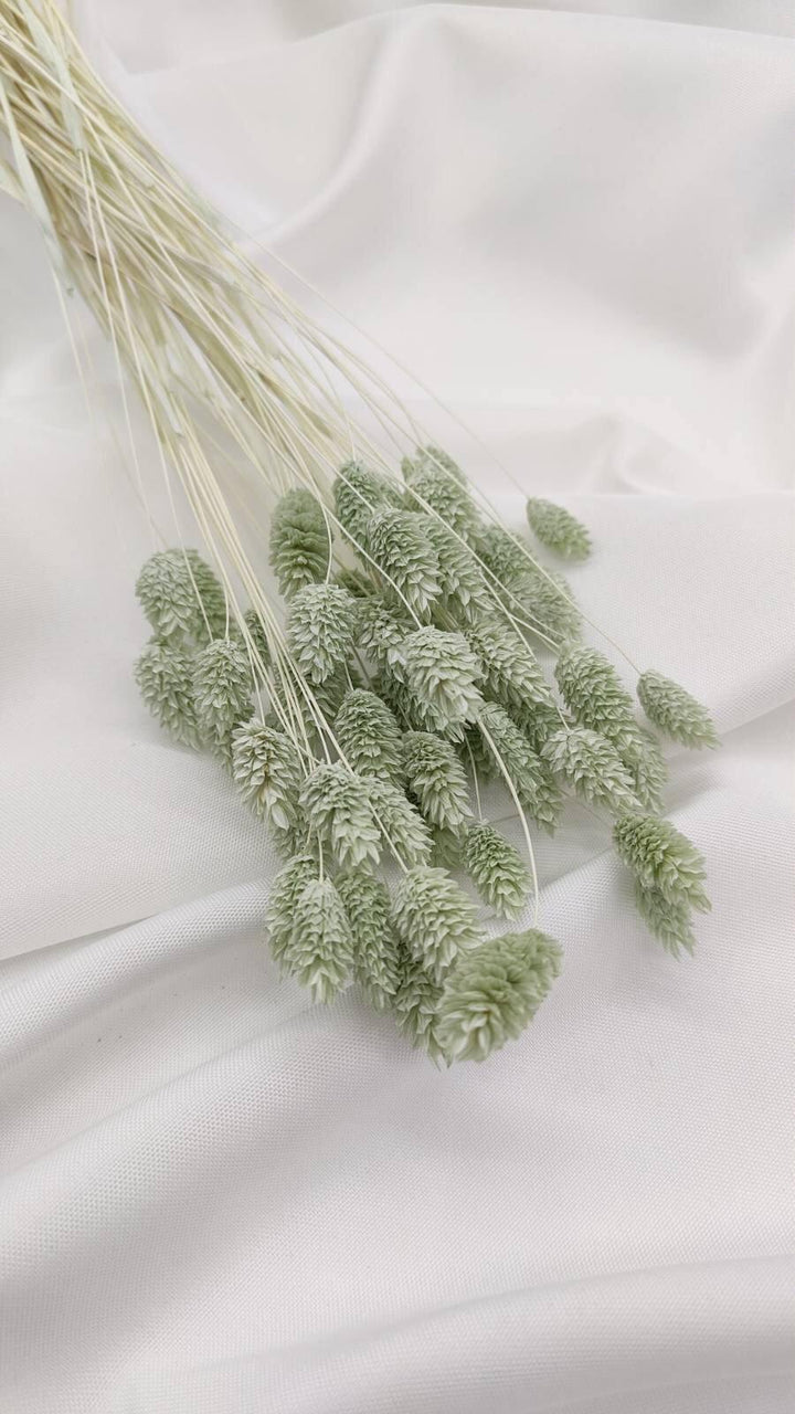 Phalaris Trockenblumen Extra Lang | Mint Grün (1 Bund) - www.Flower-Passion.com