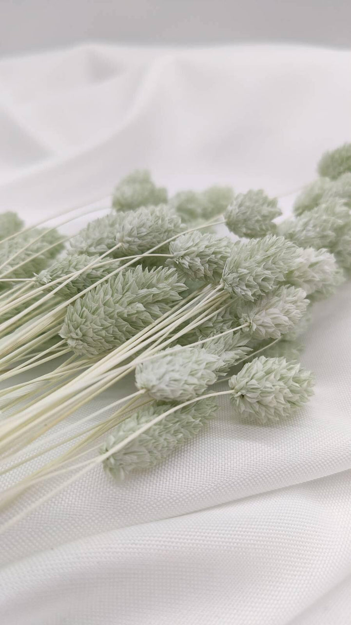Phalaris Trockenblumen Extra Lang | Mint Grün (1 Bund) - www.Flower-Passion.com